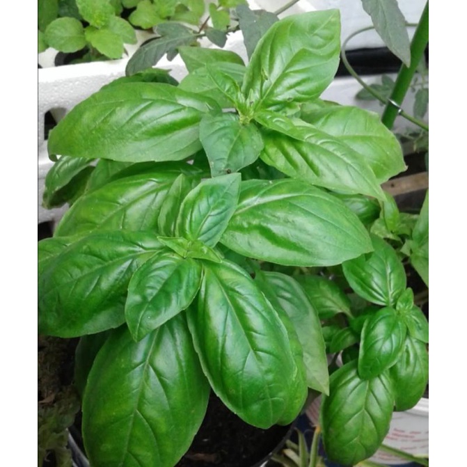tanaman sweet basil/bibit tanaman basil