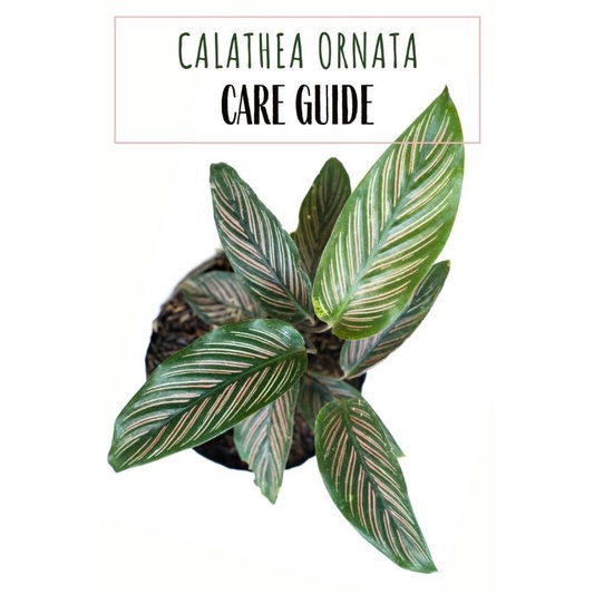 TANAMAN HIAS CALATHEA PINK STRIPES - TANAMAN HIAS CALATHEA