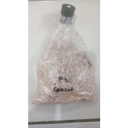 

f2 jamur tiram coklat