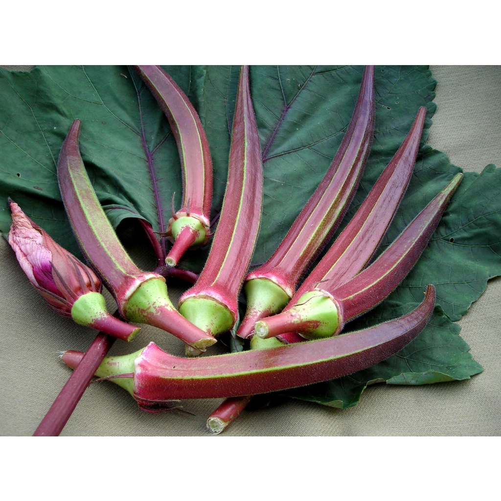 Benih  Biji Okra Merah