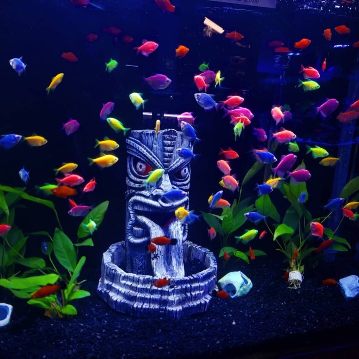 PAKET 10 EKOR GLOWFISH TETRA MIX WARNA