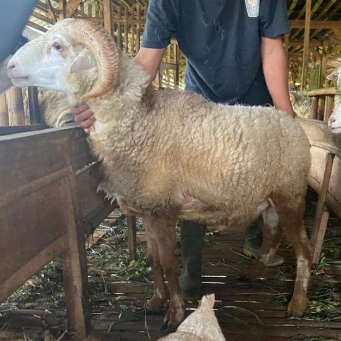 Jual Hewan Qurban Kambing Domba Jantan Shopee Indonesia