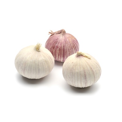

Silahkan Order] Bawang Putih Tunggal / Solo Garlic / Tungal