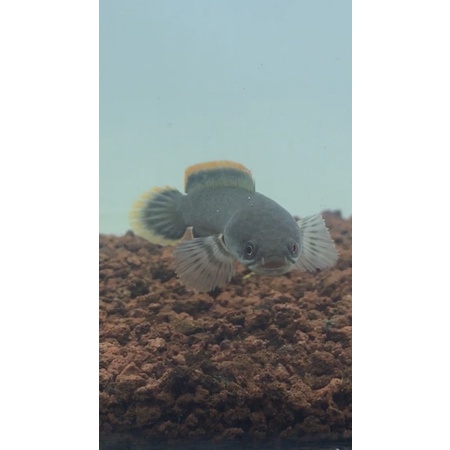 Limbata WC 8Cm Up Siap kontes