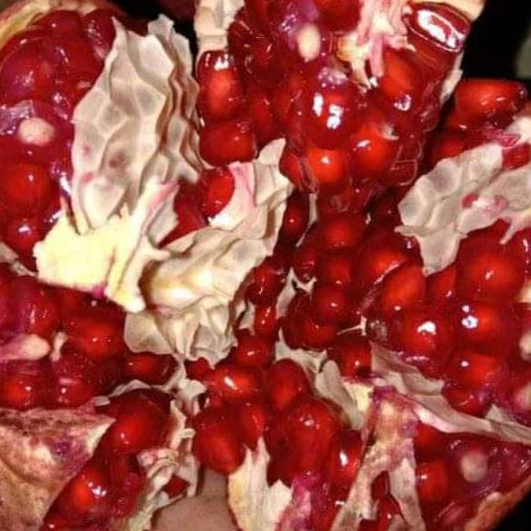 

Jangan Sampai Kehabisan!!!❄️ Buah Delima Merah Spanyol Jumbo satuan