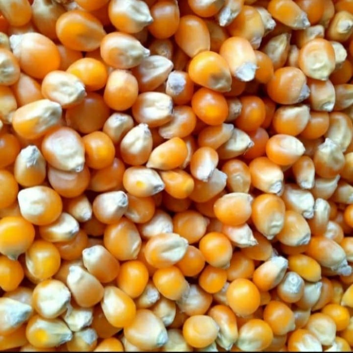 &amp;&lt;&amp;&lt;&amp;&lt;&amp;] Jagung Popcorn 1Kg Mentah Biji Kering / Dry Corn / Dried Kernel Yellow