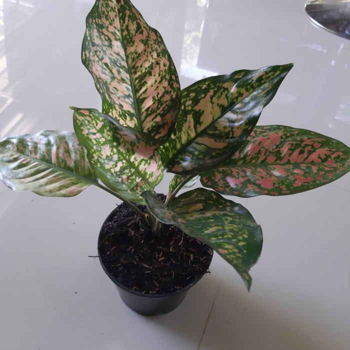 Tanaman Hias Aglonema Ruby Pink - Ruby Pink Kura