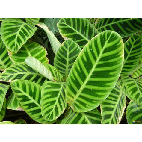 Tanaman Hias Calathea Kipas Dewa / Zebrina - Kalatea Zebrina