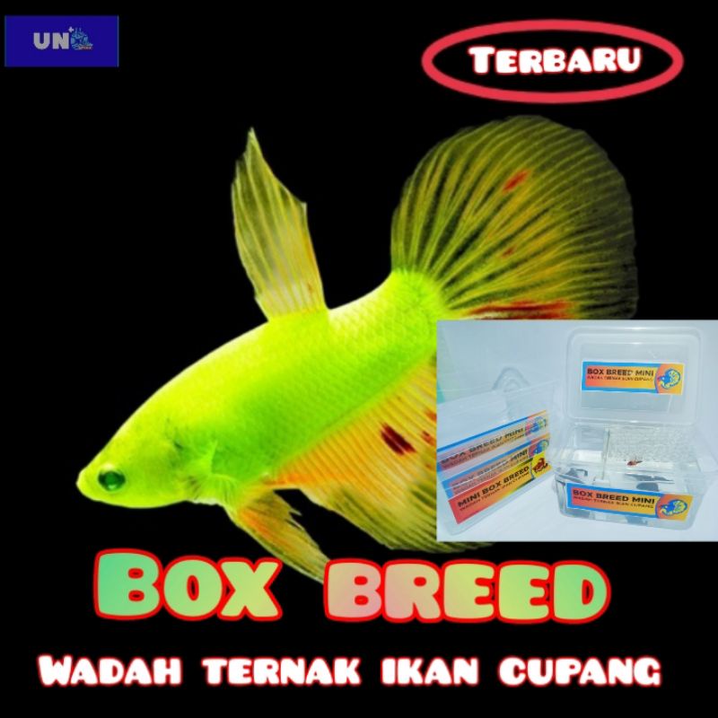 MINI BOX BREED WADAH TERNAK PENJODOHAN IKAN CUPANG