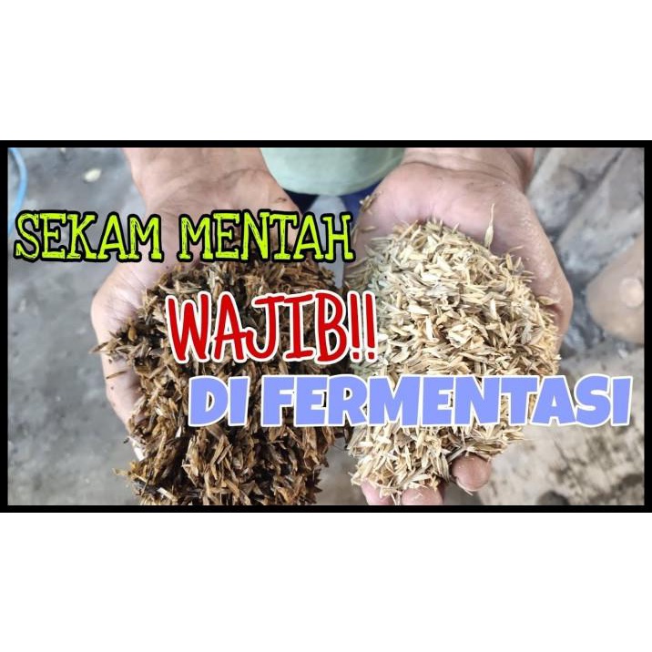 Media Tanam Sekam Mentah Fermentasi (Geek Farmer)