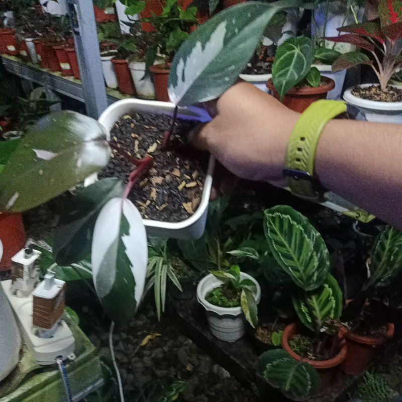 philodendron anderson