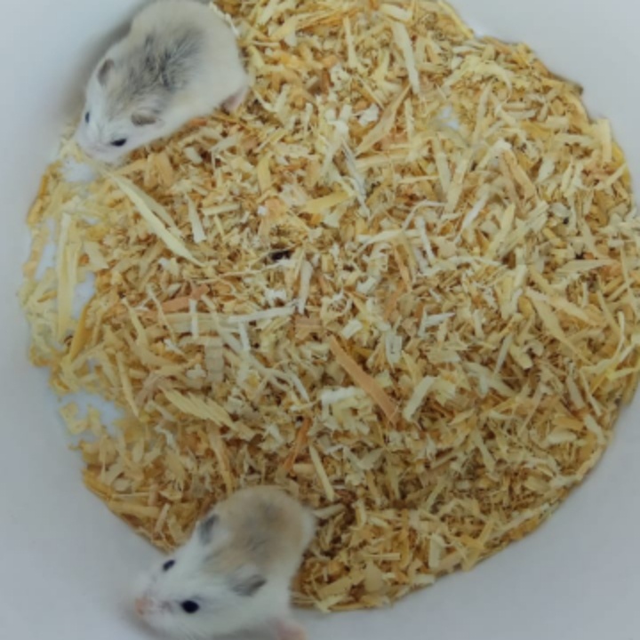 SEPASANG HAMSTER JANTAN BETINA ROBOROVSKI ROBO WF/NF SIAP TERNA robo hamster