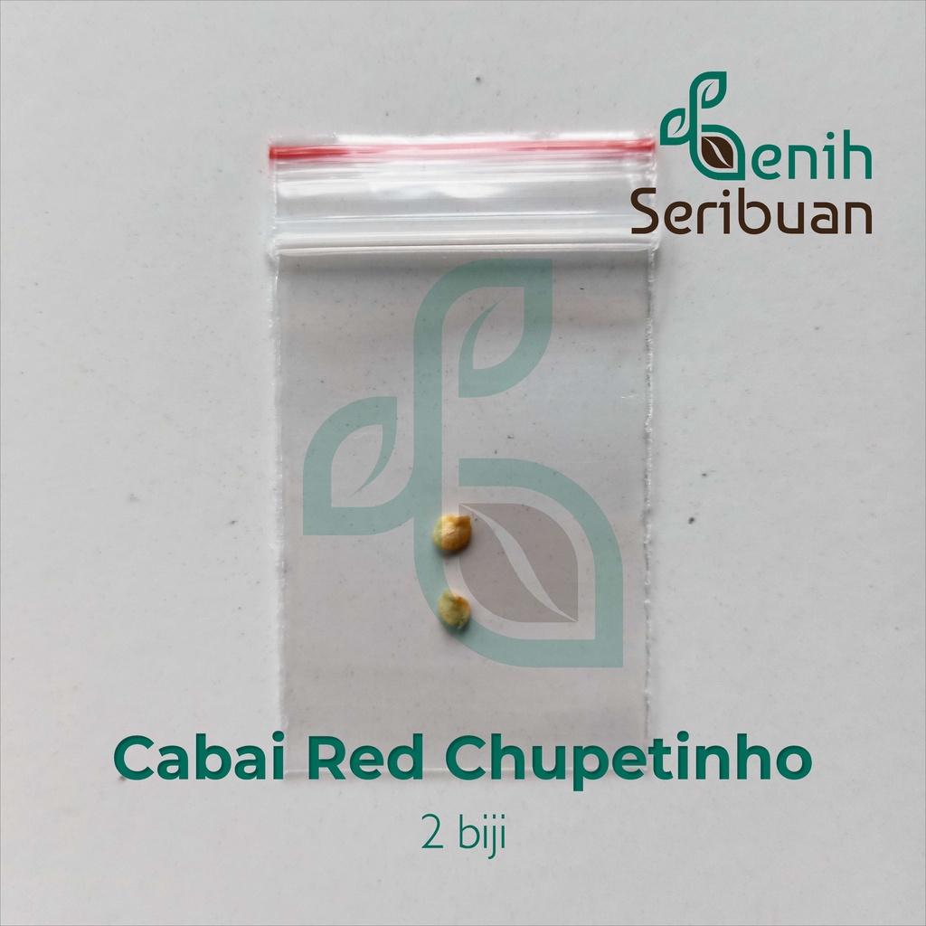 Benih Seribuan - 2 Bibit Cabe Hias Red Chupetinho Unggul