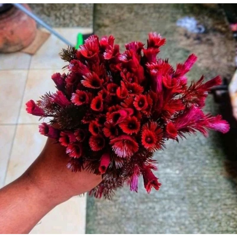 CABOMBA SUPER RED BATANGAN/HIASAN AQUASCAPE