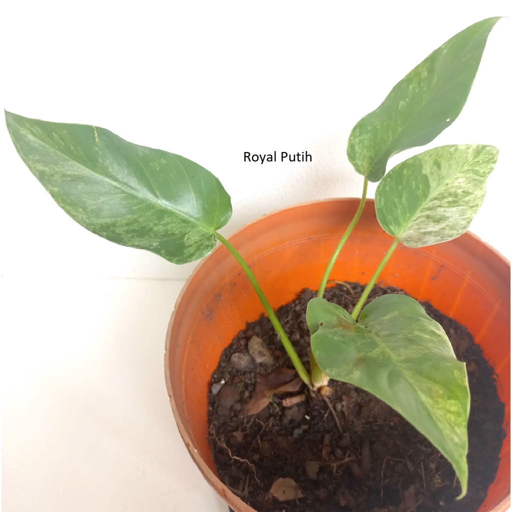 TANAMAN HIAS PHILO MARBLE VARIGATA - PHILODENDRON MARBLE VARIEGATA