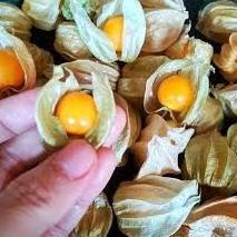 

87HQ0 PROMO CIPLUKAN/CECENDET/GOLDEN BERRY 250 GRAM baqqp