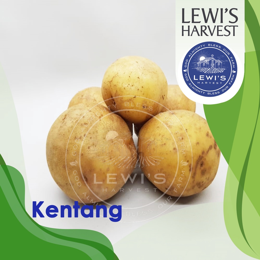 

Kentang fresh