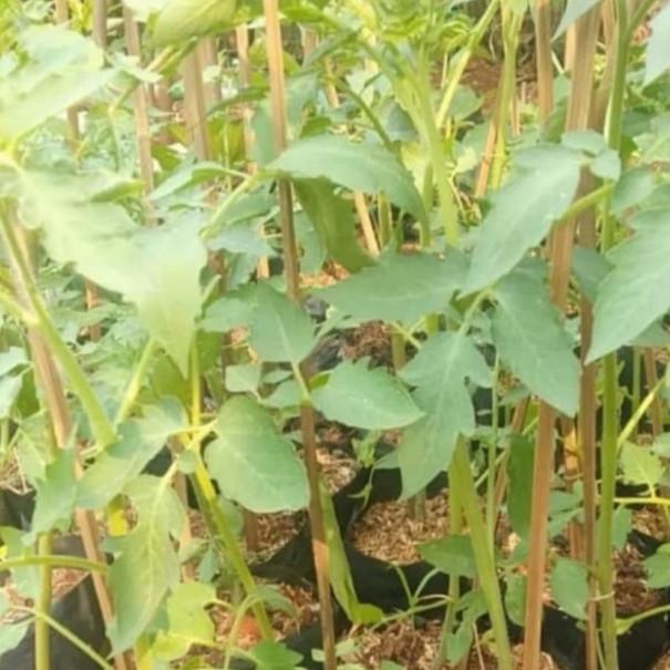 pohon tomat bibit -tanaman pohon buah tomat