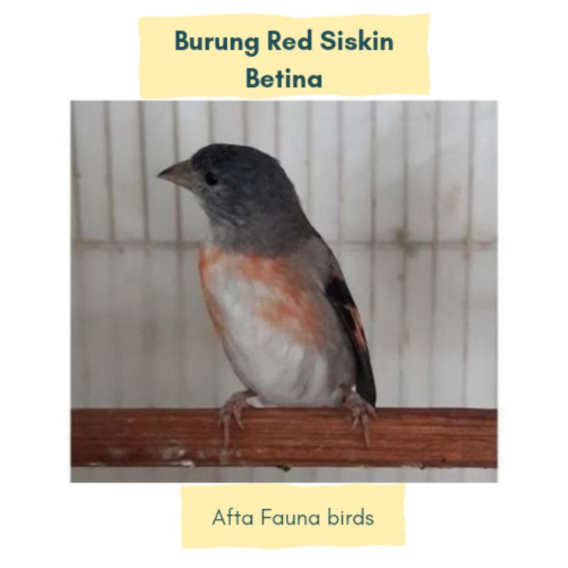 Burung red siskin klasik siap ternak