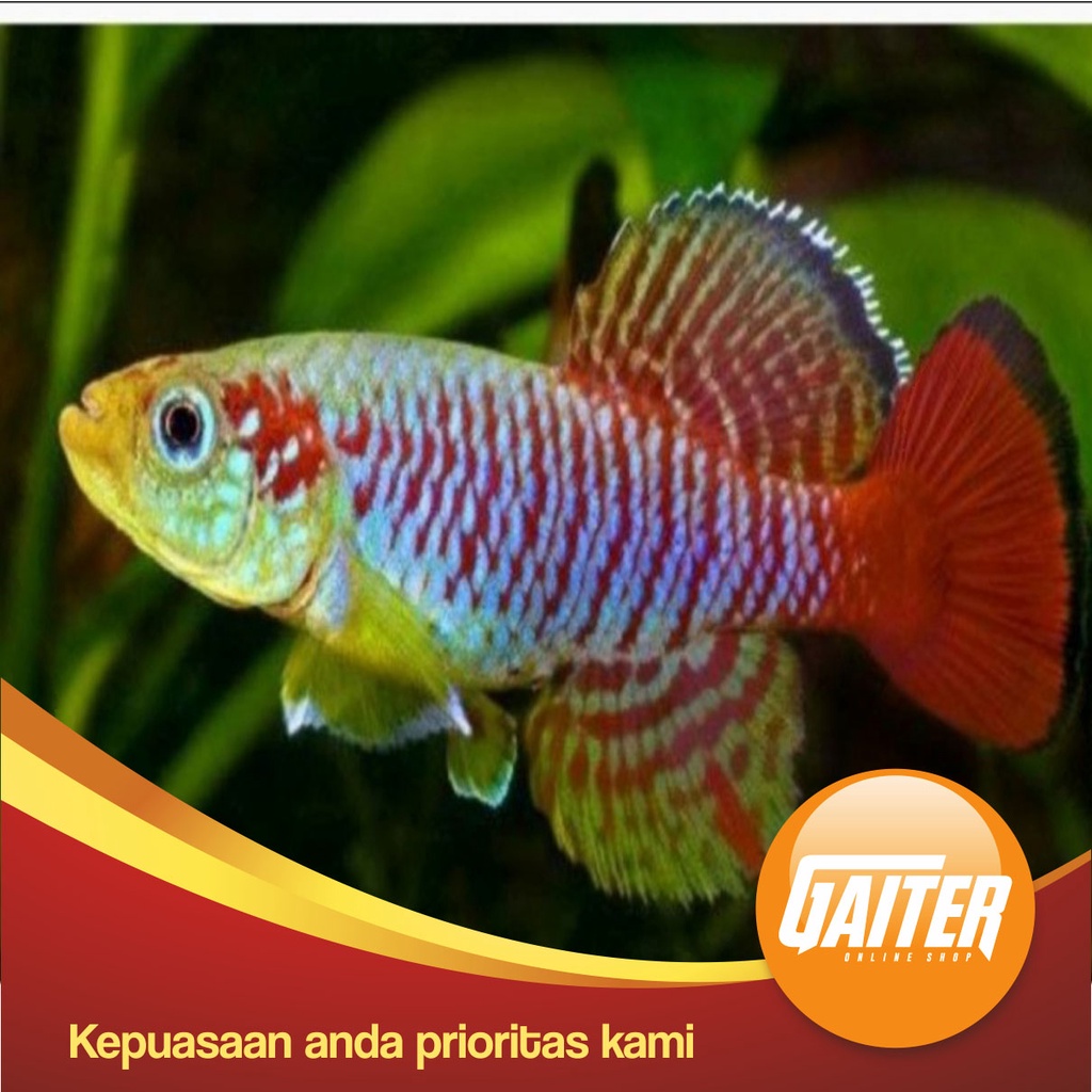 Killifish Guentheri Red