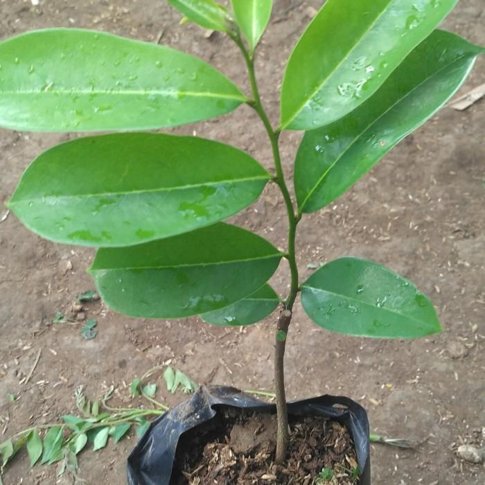 Bibit Tanaman Buah Sirsak Pohon Buah Sirsak