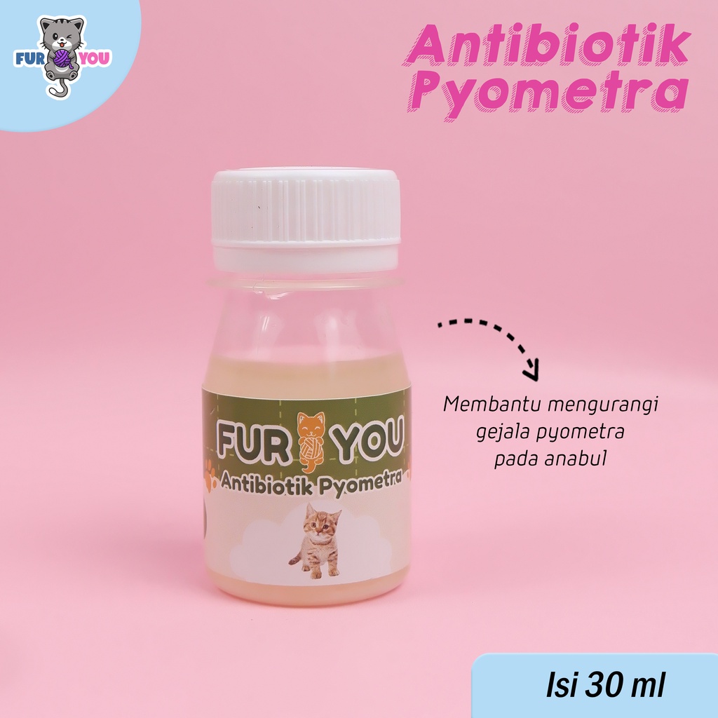 Furyou Pyometra Antibiotik Penanganan Anabul Betina Pyometra Ampuh untuk Infeksi Rahim