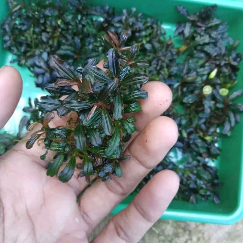 Bucephalandra sp clump