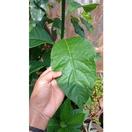 

DAUN Afrika/DAUN AFRIKA SEGAR/OBAT HERBAL/ISI 10 LEMBAR