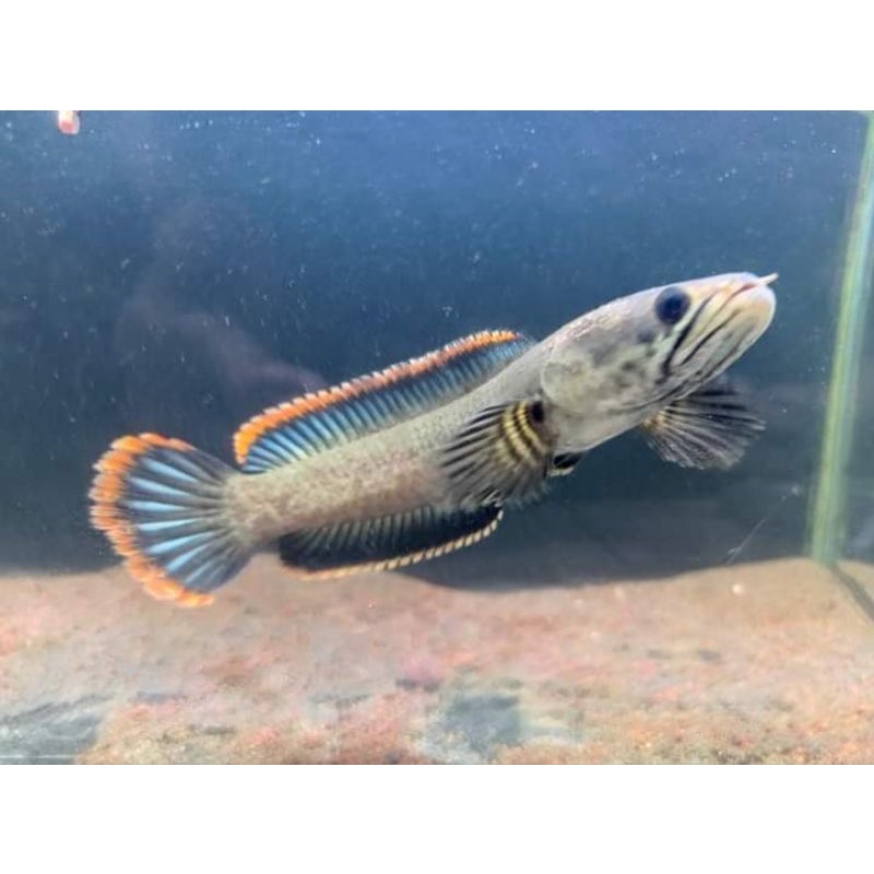 IKAN CHANA LIMBATA BAHAN KONTES GRADE A++