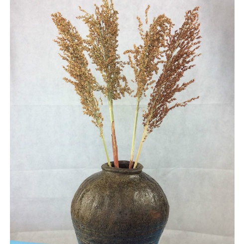 DRIED SORGHUM FLOWER / BUNGA CANTEL