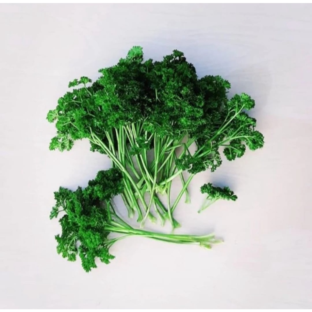 

Daun Parsley Segar - 1 Ikat