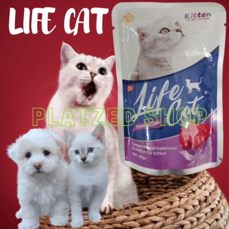 Life Cat kitten