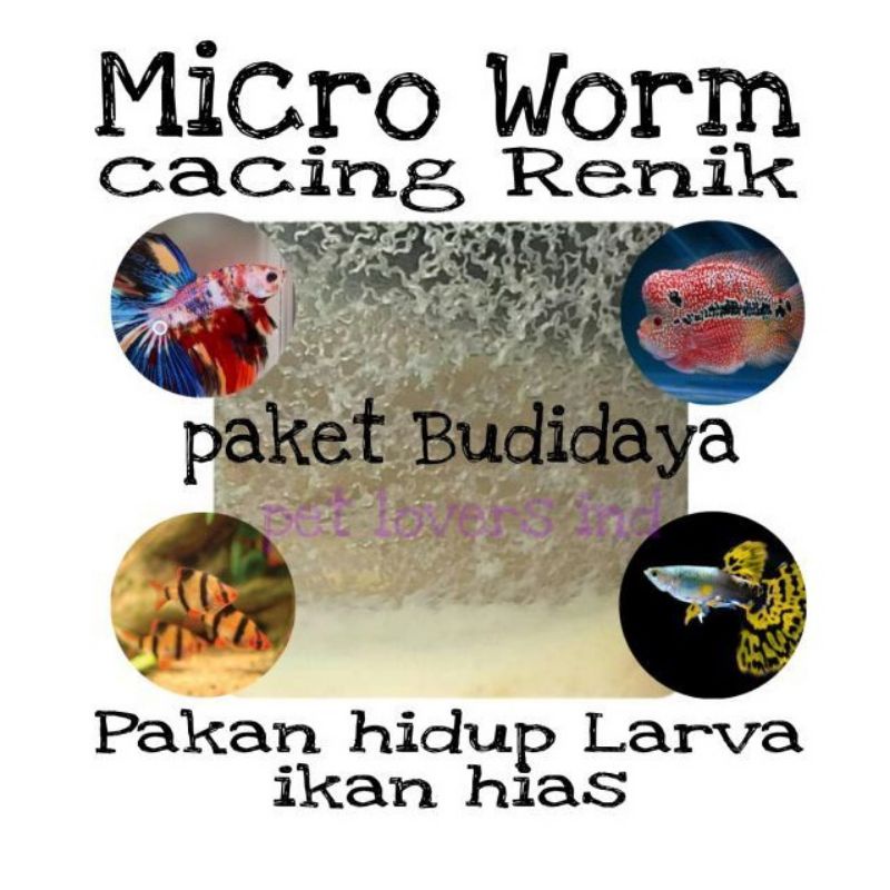 micro worm cacing renik pakan burayak cupang guppy molly louhan