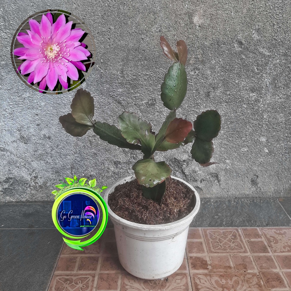 WIJAYA KUSUMA CALIFORNIA DREAM bibit bunga wijaya kusuma import TANAMAN HERBAL wijaya kusuma keris W