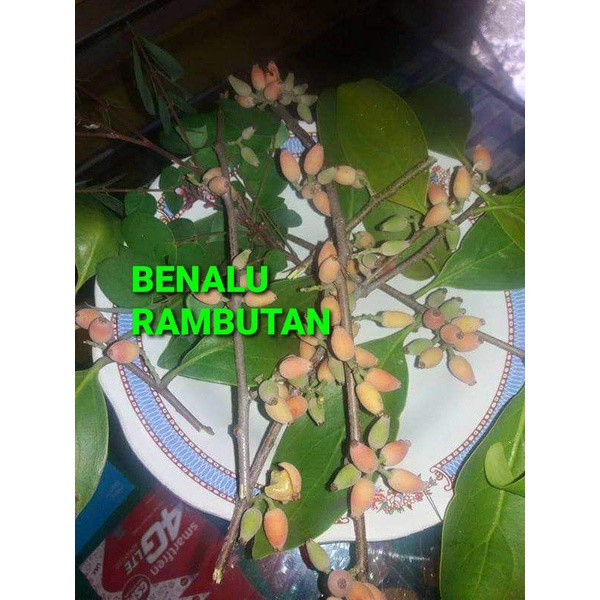 

DAUN BENALU RAMBUTAN KERING 1000 GRAM
