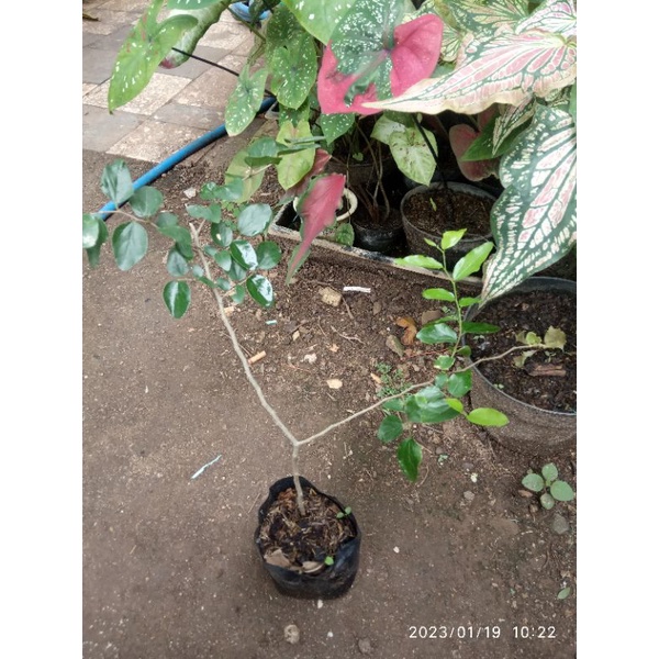 Bibit Bonsai Phusu Batu Taiwan