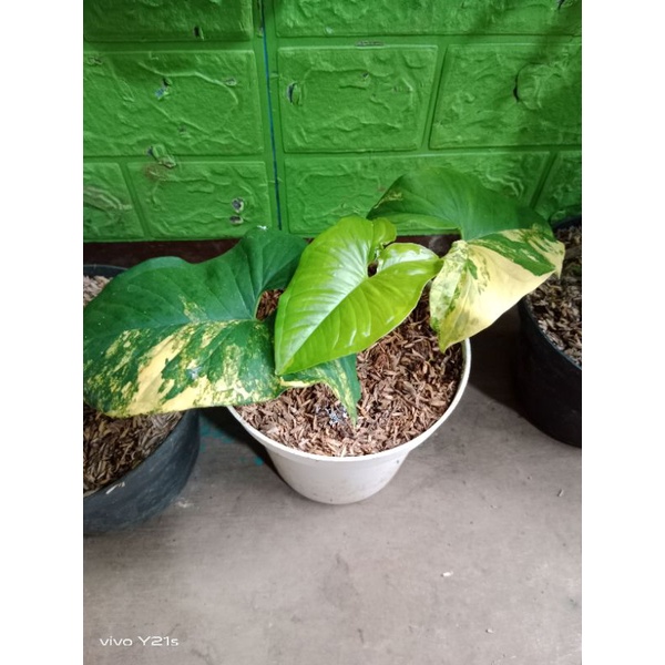 shopee live syngonium var yellow