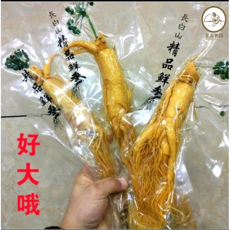 

akar gingseng korea besar 100gr