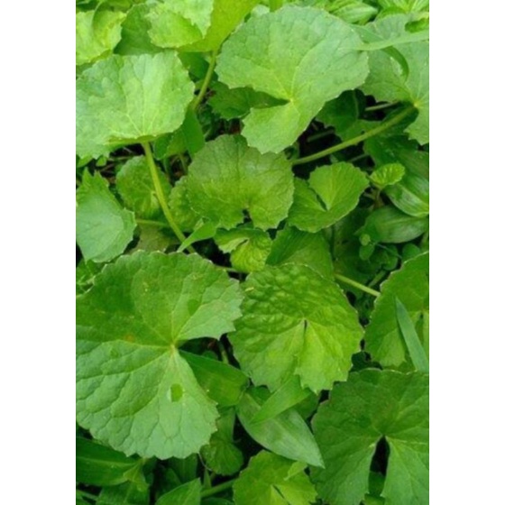 

daun pegagan/antanan 500grm