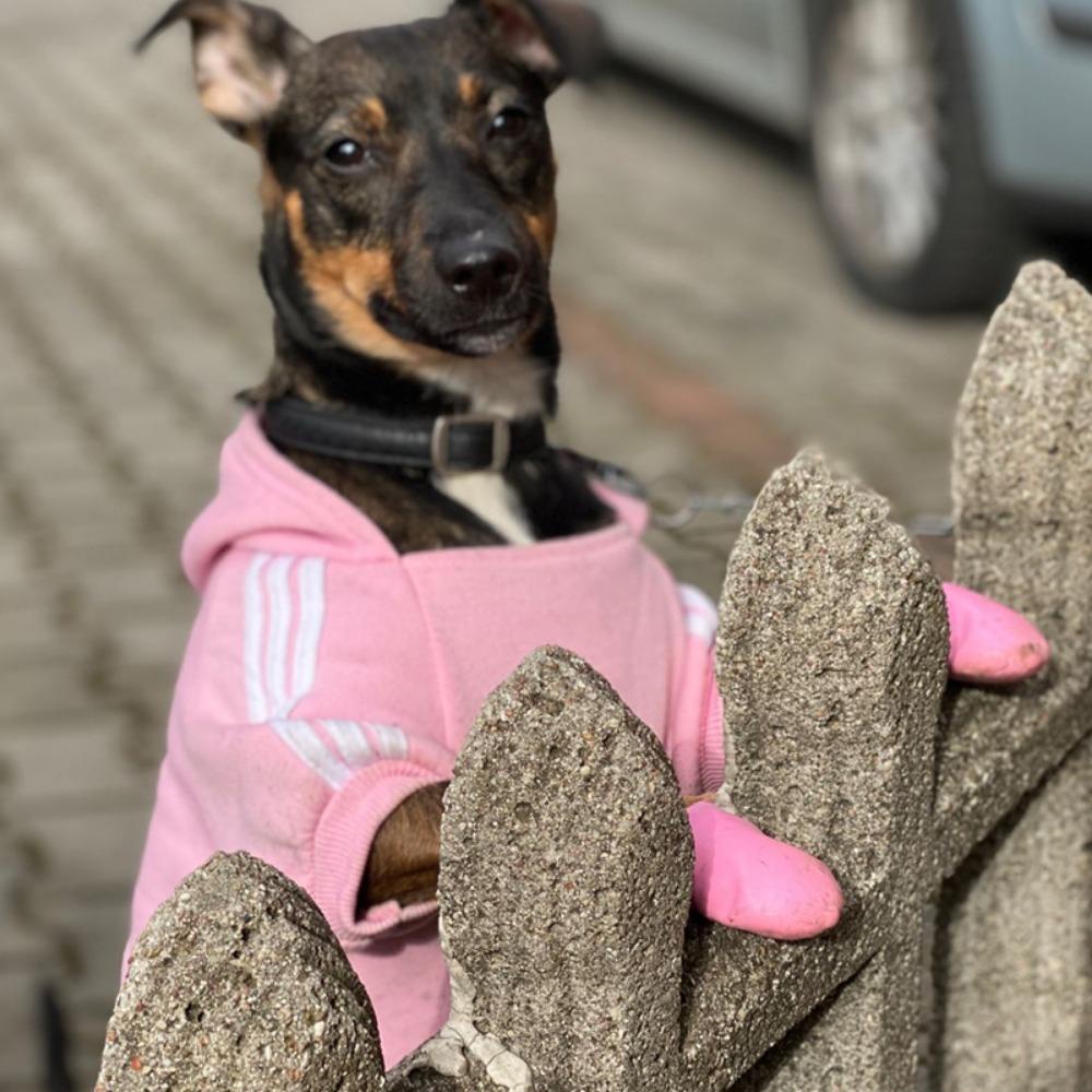 [Elegan] Sepatu Anjing Warna-Warni Tahan Lama Tahan Air Dapat Digunakan Kembali Tahan Kotoran Aksesoris Hewan Peliharaan Boots Hujan