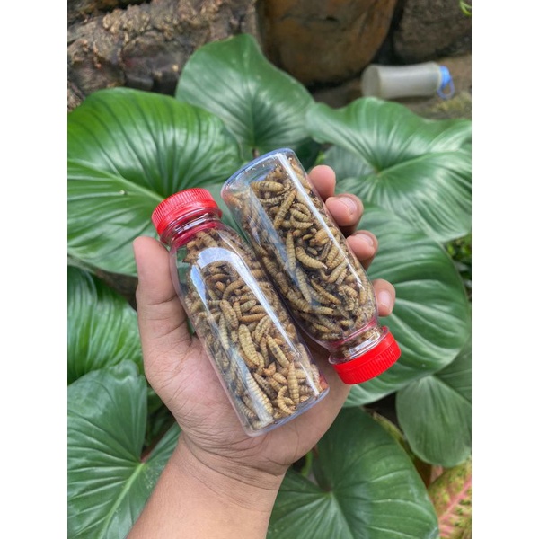 

Maggot Kering Premium For All Channa