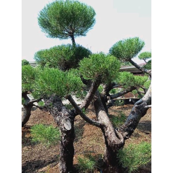 ( TERMURAH) Tanaman Bonsai Cemara Udang Tinggi 1,5 Meter & 2Meter - Pohon Bonsai Cemara Udang Untuk 