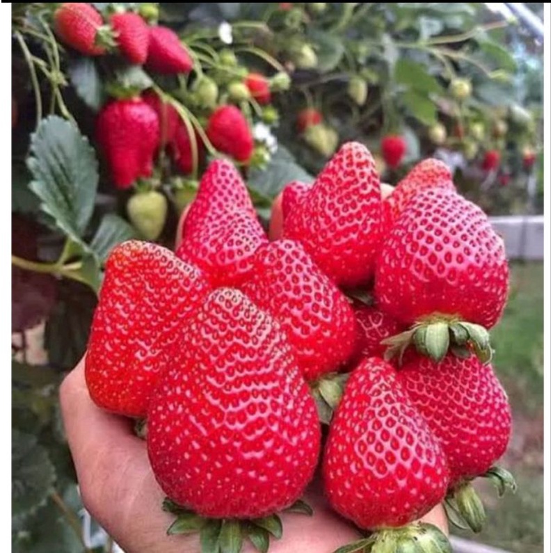 

buah strawberry