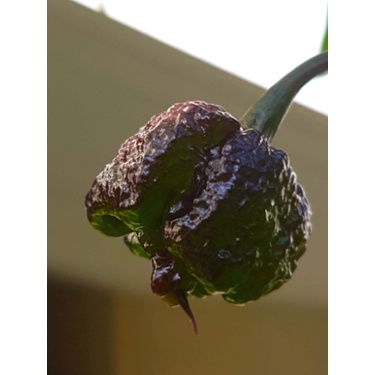 Benih Seribuan - 2 Bibit Cabe Carolina Reaper Ungu Unggul