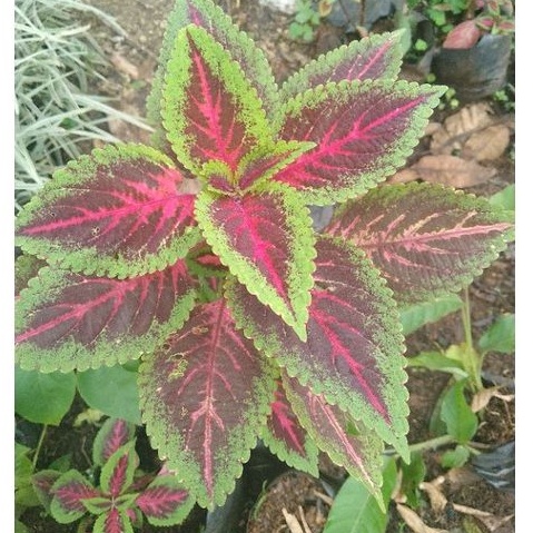 Tanaman hias jawer kotok miana Terikaler/Jawer kotok