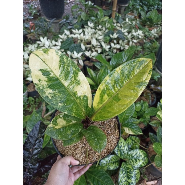 Anthurium Jemani Eka 36 Varigata