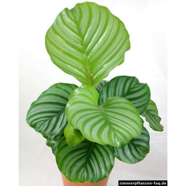 TANAMAN HIAS CALATHEA ORBIFOLIA - TANAMAN HIAS CALATHEA