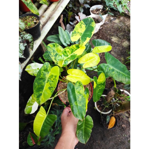 Philodendron Burlemark Variegata/brekele