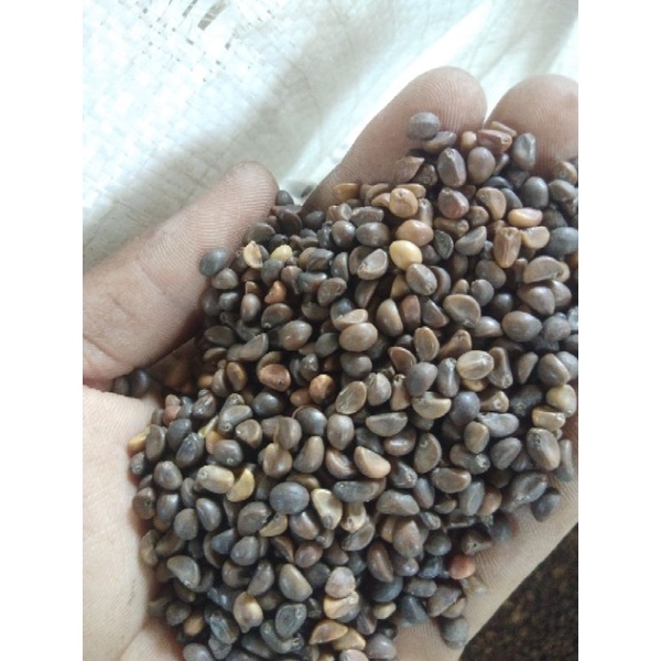 benih kangkung daun sempit 1kg