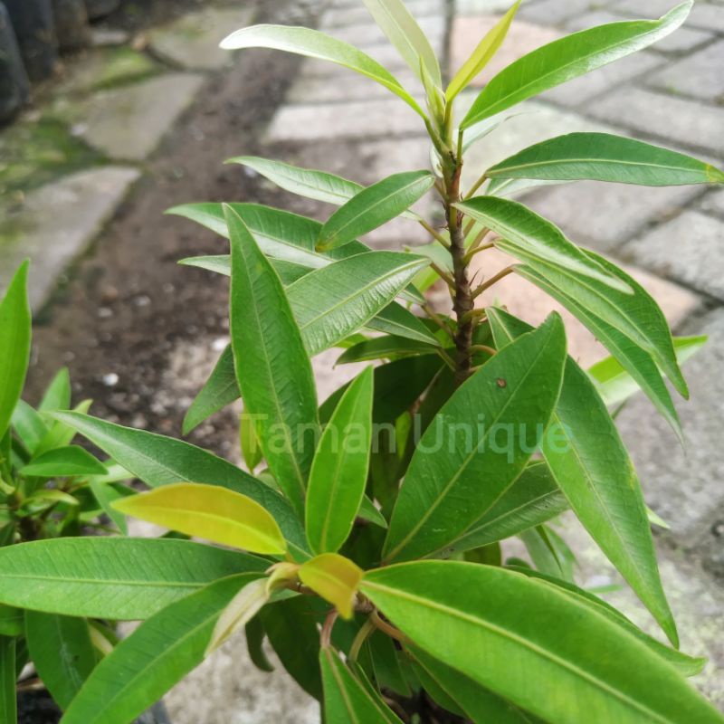 Bibit Beringin California